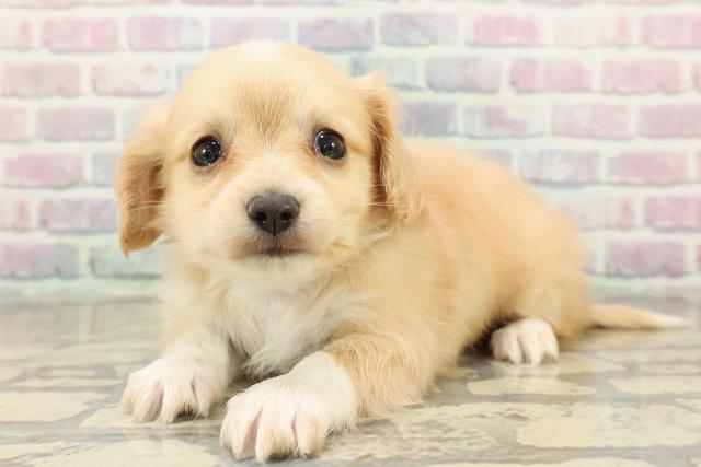 東京都のチワックス(チワワ×ダックス) (Coo&RIKU東久留米店/2025年10月22日生まれ/男の子/クリームホワイト)の子犬の2枚目の画像