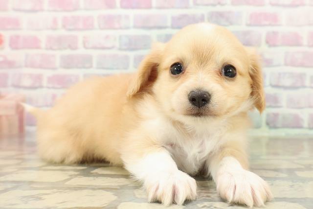 東京都のチワックス(チワワ×ダックス) (Coo&RIKU東久留米店/2025年10月22日生まれ/男の子/クリームホワイト)の子犬の3枚目の画像