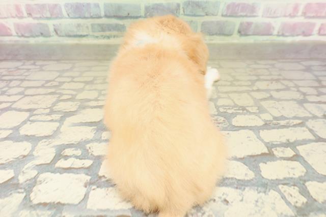 東京都のチワックス(チワワ×ダックス) (Coo&RIKU東久留米店/2025年10月22日生まれ/男の子/クリームホワイト)の子犬の4枚目の画像