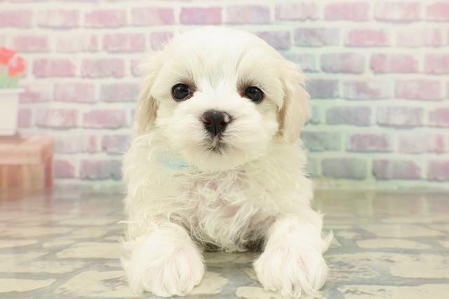 茨城県のマルチーズ (Coo&RIKU日立店/2025年10月22日生まれ/男の子/ホワイト)の子犬の1枚目の画像