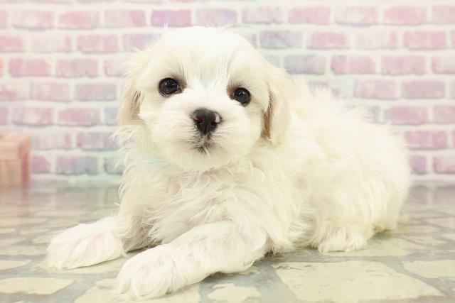 茨城県のマルチーズ (Coo&RIKU日立店/2025年10月22日生まれ/男の子/ホワイト)の子犬の2枚目の画像