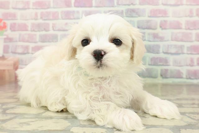 茨城県のマルチーズ (Coo&RIKU日立店/2025年10月22日生まれ/男の子/ホワイト)の子犬の3枚目の画像