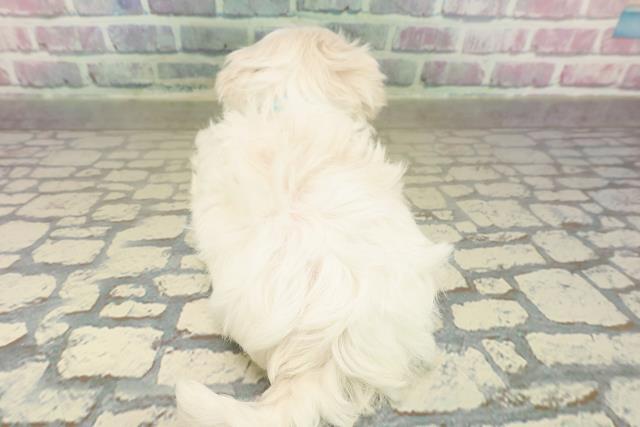 茨城県のマルチーズ (Coo&RIKU日立店/2025年10月22日生まれ/男の子/ホワイト)の子犬の4枚目の画像