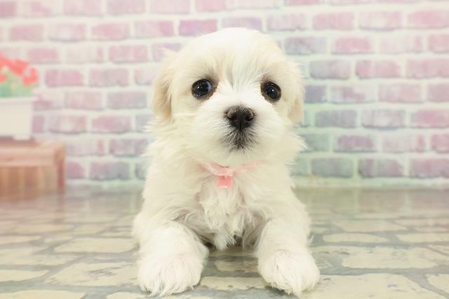 埼玉県のマルチーズ (Coo&RIKU所沢店/2025年10月22日生まれ/女の子/ホワイト)の子犬の1枚目の画像