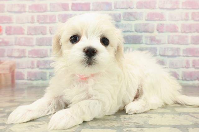 埼玉県のマルチーズ (Coo&RIKU所沢店/2025年10月22日生まれ/女の子/ホワイト)の子犬の2枚目の画像