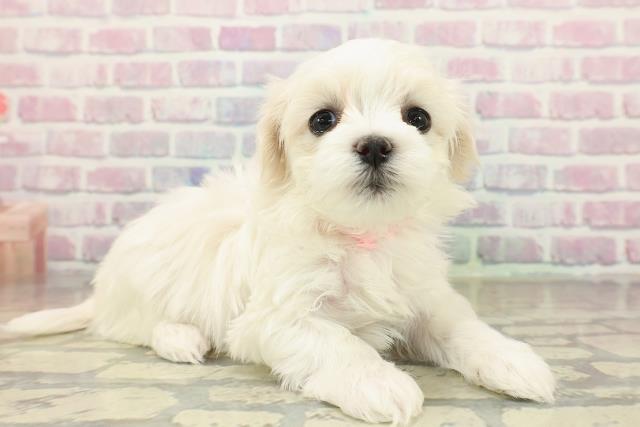 埼玉県のマルチーズ (Coo&RIKU所沢店/2025年10月22日生まれ/女の子/ホワイト)の子犬の3枚目の画像