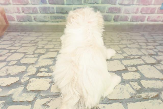 埼玉県のマルチーズ (Coo&RIKU所沢店/2025年10月22日生まれ/女の子/ホワイト)の子犬の4枚目の画像