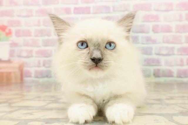 長野県のラグドール (Coo&RIKU綿半上田店/2025年7月22日生まれ/女の子/ブルーポイントミテッド)の子猫の1枚目の画像