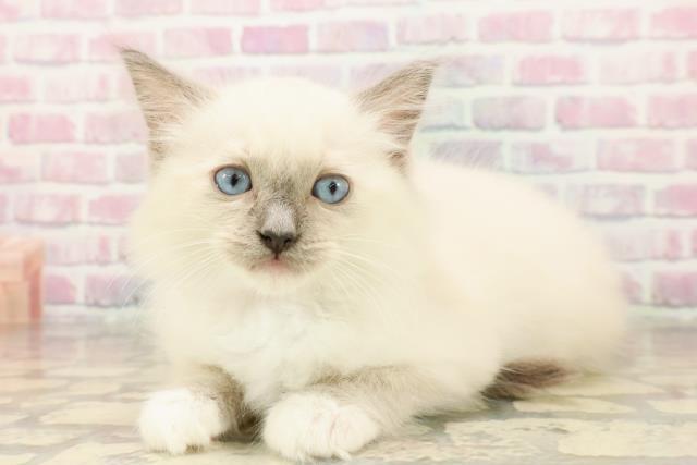 長野県のラグドール (Coo&RIKU綿半上田店/2025年7月22日生まれ/女の子/ブルーポイントミテッド)の子猫の2枚目の画像