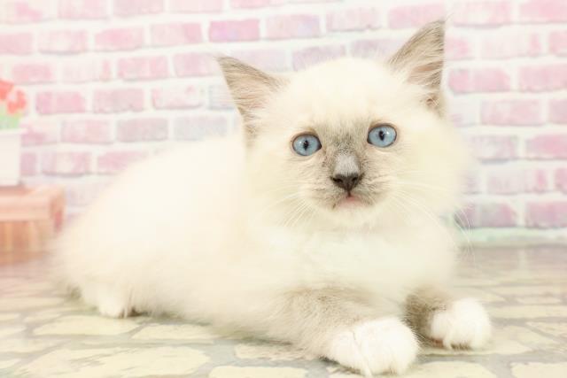 長野県のラグドール (Coo&RIKU綿半上田店/2025年7月22日生まれ/女の子/ブルーポイントミテッド)の子猫の3枚目の画像