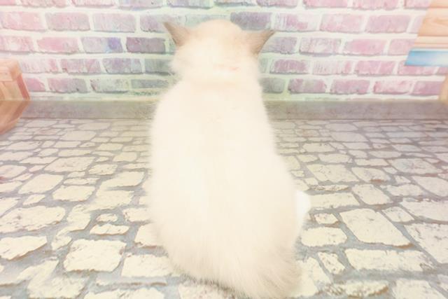 長野県のラグドール (Coo&RIKU綿半上田店/2025年7月22日生まれ/女の子/ブルーポイントミテッド)の子猫の4枚目の画像