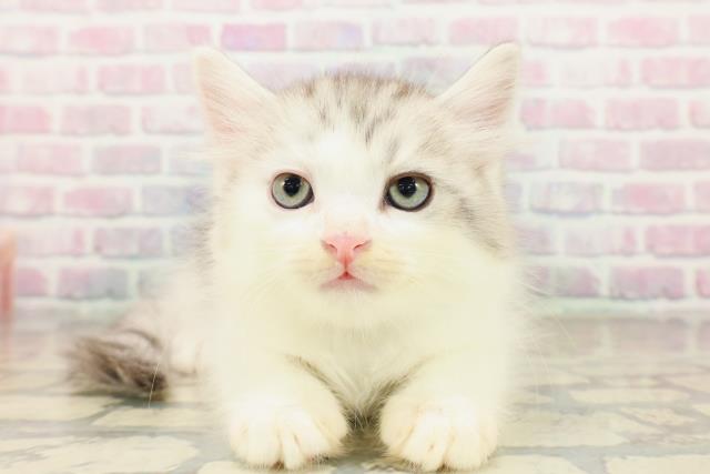 東京都のサイベリアン (Coo&RIKU下北沢店/2025年10月22日生まれ/男の子/シルバータビーホワイト)の子猫の1枚目の画像