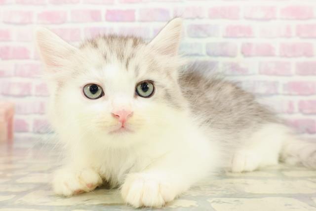 東京都のサイベリアン (Coo&RIKU下北沢店/2025年10月22日生まれ/男の子/シルバータビーホワイト)の子猫の2枚目の画像