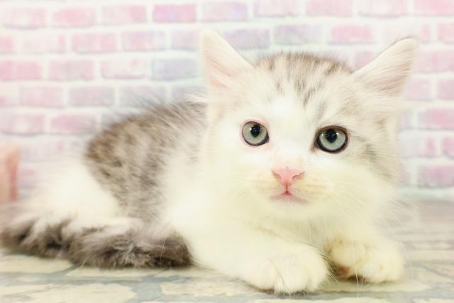 東京都のサイベリアン (Coo&RIKU下北沢店/2025年10月22日生まれ/男の子/シルバータビーホワイト)の子猫の3枚目の画像