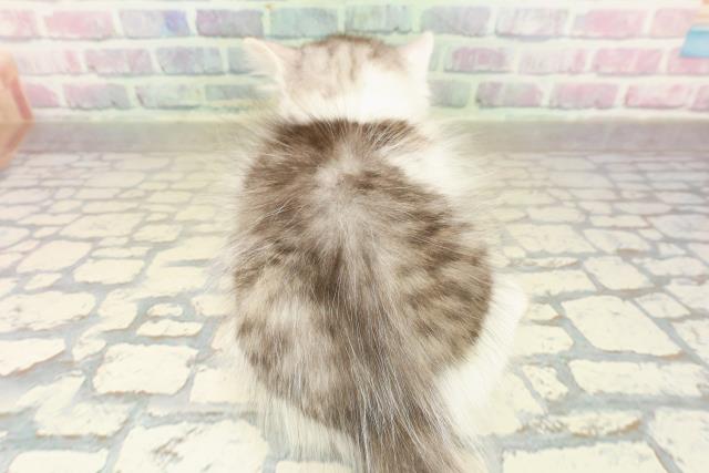 東京都のサイベリアン (Coo&RIKU下北沢店/2025年10月22日生まれ/男の子/シルバータビーホワイト)の子猫の4枚目の画像
