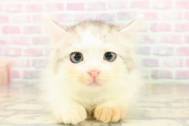 東京都のサイベリアン (Coo&RIKU自由が丘店/2025年10月22日生まれ/男の子/シルバータビーホワイト)の子猫の1枚目の画像