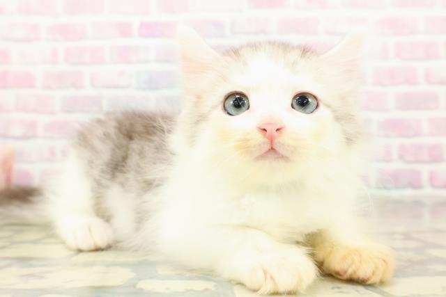 東京都のサイベリアン (Coo&RIKU自由が丘店/2025年10月22日生まれ/男の子/シルバータビーホワイト)の子猫の3枚目の画像