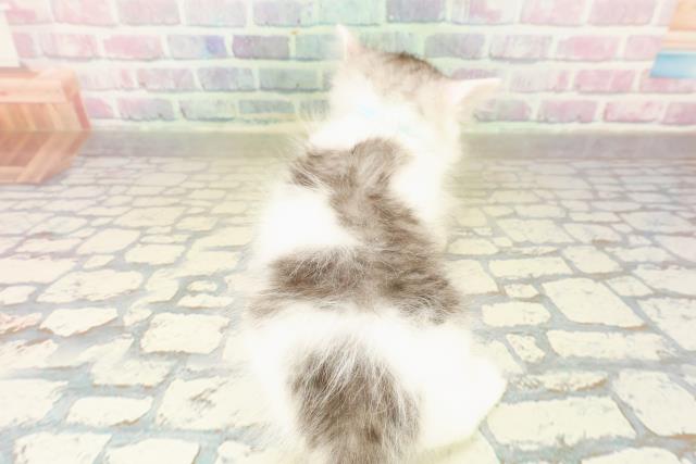 東京都のサイベリアン (Coo&RIKU自由が丘店/2025年10月22日生まれ/男の子/シルバータビーホワイト)の子猫の4枚目の画像