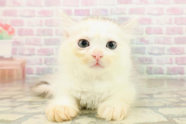 東京都のサイベリアン (Coo&RIKU浅草店/2025年10月22日生まれ/女の子/シルバーパッチドタビーホワイト)の子猫の1枚目の画像