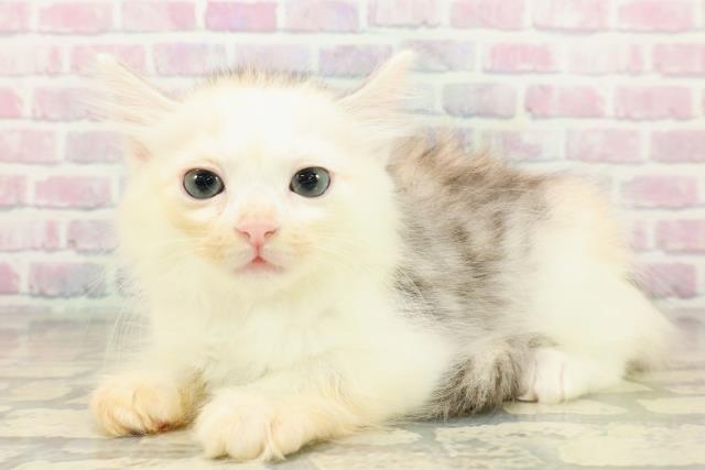 東京都のサイベリアン (Coo&RIKU浅草店/2025年10月22日生まれ/女の子/シルバーパッチドタビーホワイト)の子猫の2枚目の画像