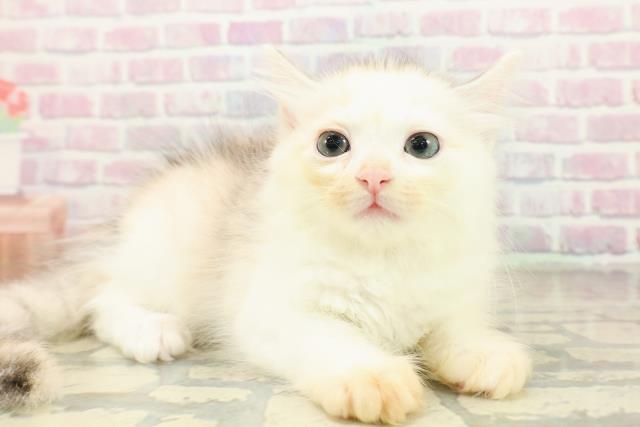 東京都のサイベリアン (Coo&RIKU浅草店/2025年10月22日生まれ/女の子/シルバーパッチドタビーホワイト)の子猫の3枚目の画像