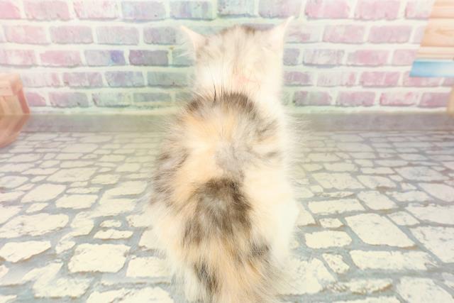 東京都のサイベリアン (Coo&RIKU浅草店/2025年10月22日生まれ/女の子/シルバーパッチドタビーホワイト)の子猫の4枚目の画像