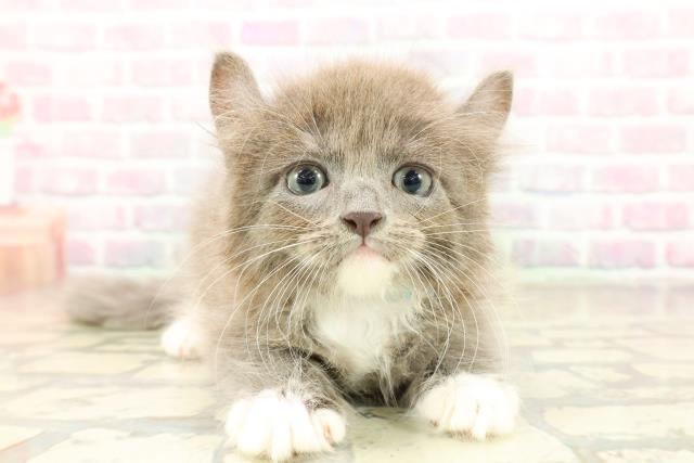 アメリカンカール