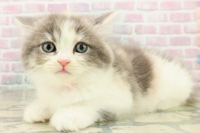 東京都のサイベリアン (Coo&RIKU大久保店/2025年10月21日生まれ/女の子/ダイリュートキャリコ)の子猫の2枚目の画像