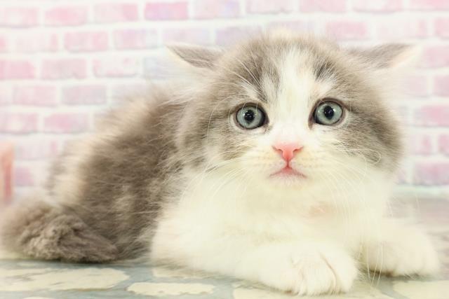 東京都のサイベリアン (Coo&RIKU大久保店/2025年10月21日生まれ/女の子/ダイリュートキャリコ)の子猫の3枚目の画像