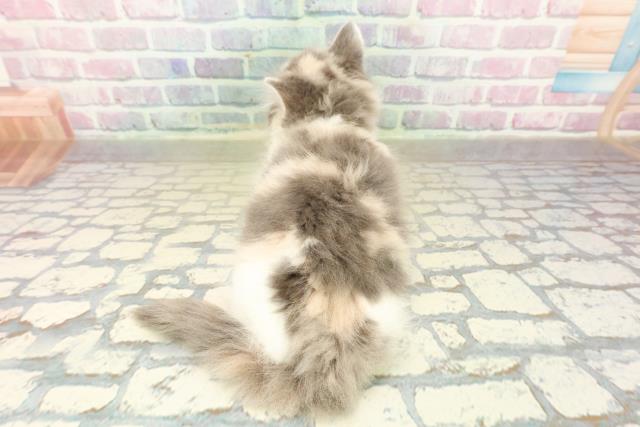 東京都のサイベリアン (Coo&RIKU大久保店/2025年10月21日生まれ/女の子/ダイリュートキャリコ)の子猫の4枚目の画像
