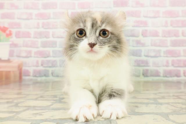 アメリカンカール