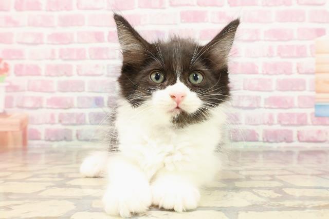 青森県のメインクーン (Coo&RIKU弘前店/2025年5月17日生まれ/男の子/ブラックホワイト)の子猫の1枚目の画像