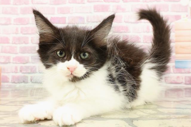 青森県のメインクーン (Coo&RIKU弘前店/2025年5月17日生まれ/男の子/ブラックホワイト)の子猫の2枚目の画像