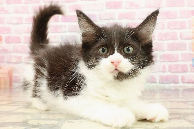 青森県のメインクーン (Coo&RIKU弘前店/2025年5月17日生まれ/男の子/ブラックホワイト)の子猫の3枚目の画像