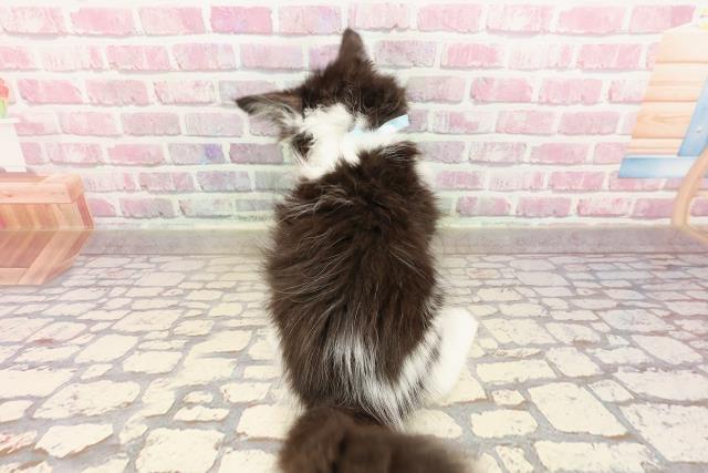 青森県のメインクーン (Coo&RIKU弘前店/2025年5月17日生まれ/男の子/ブラックホワイト)の子猫の4枚目の画像