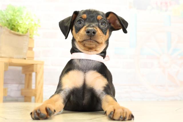 ミニチュア・ピンシャー