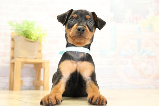 ミニチュア・ピンシャー