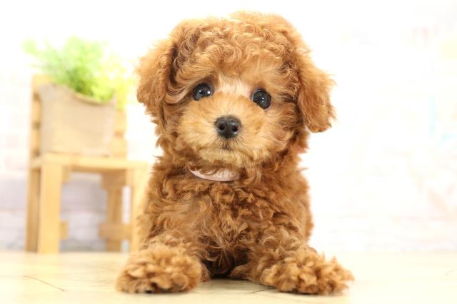 トイ・プードル(ティーカップサイズ)