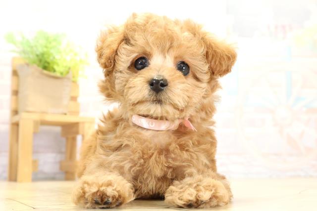 トイ・プードル(ティーカップサイズ)