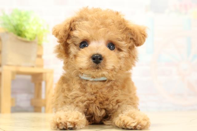 トイ・プードル(ティーカップサイズ)