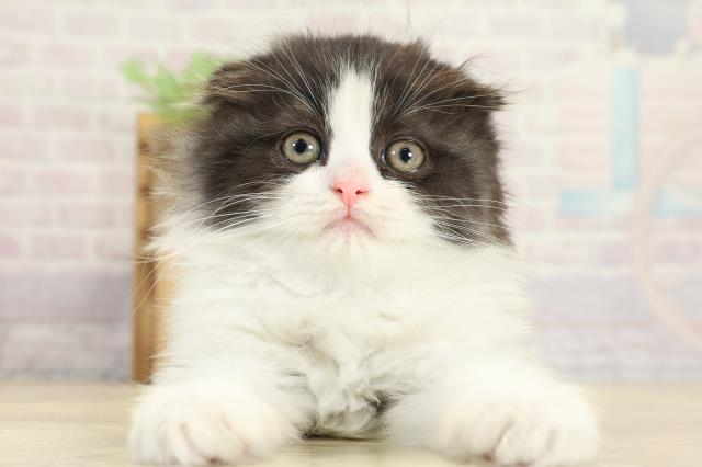 スコティッシュフォールド