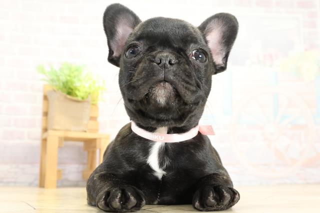 フレンチブルドッグ