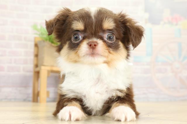 チワワ(ロングコート)