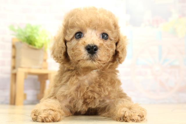 トイ・プードル