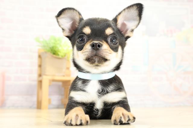 チワワ(スムースコート)