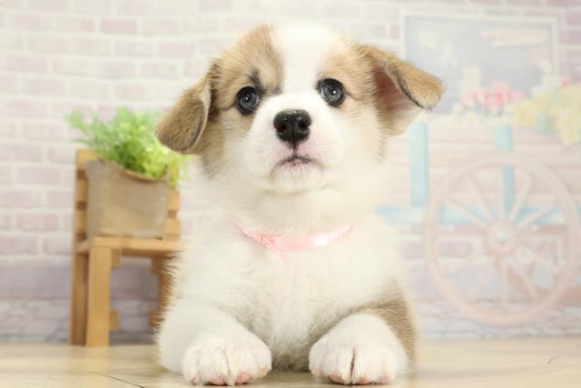 ウェルシュ・コーギー・ペンブローク