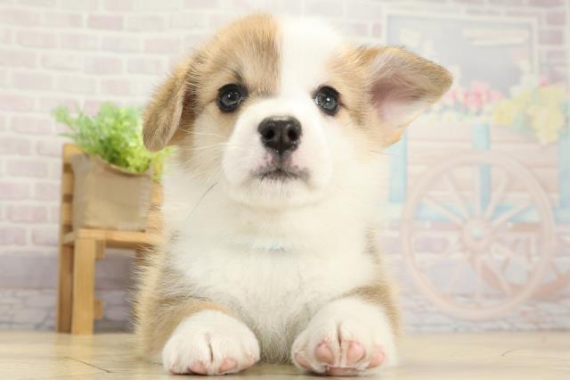 ウェルシュ・コーギー・ペンブローク