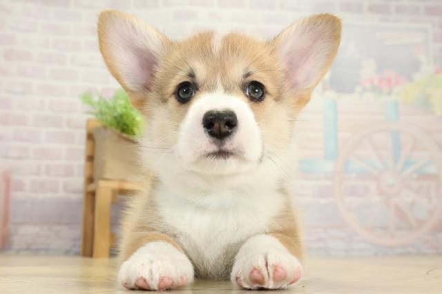 ウェルシュ・コーギー・ペンブローク