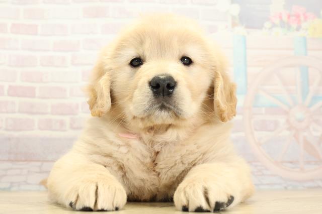 ゴールデン・レトリバー