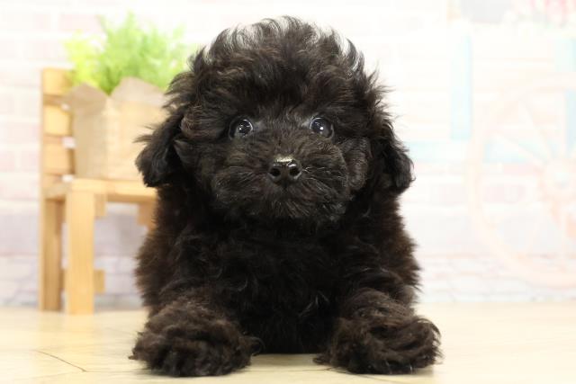 トイ・プードル